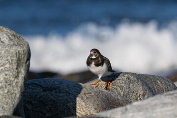 Purple sandpiper, Calidris maritima, is a small shorebird. Their breeding habitat is the northern tundra on Arctic islands in Canada and coastal areas in Greenland and northwestern Europe. 