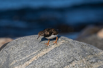Purple sandpiper, Calidris maritima, is a small shorebird. Their breeding habitat is the northern tundra on Arctic islands in Canada and coastal areas in Greenland and northwestern Europe. 