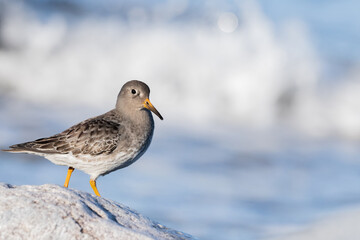 Purple sandpiper, Calidris maritima, is a small shorebird. Their breeding habitat is the northern tundra on Arctic islands in Canada and coastal areas in Greenland and northwestern Europe. 