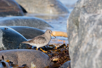 Purple sandpiper, Calidris maritima, is a small shorebird. Their breeding habitat is the northern tundra on Arctic islands in Canada and coastal areas in Greenland and northwestern Europe. 