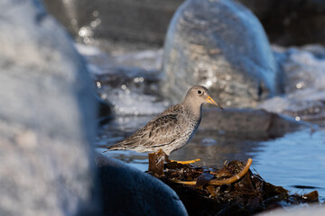 Purple sandpiper, Calidris maritima, is a small shorebird. Their breeding habitat is the northern tundra on Arctic islands in Canada and coastal areas in Greenland and northwestern Europe. 