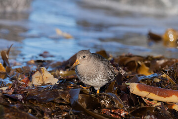 Purple sandpiper, Calidris maritima, is a small shorebird. Their breeding habitat is the northern tundra on Arctic islands in Canada and coastal areas in Greenland and northwestern Europe. 