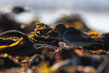 Purple sandpiper, Calidris maritima, is a small shorebird. Their breeding habitat is the northern tundra on Arctic islands in Canada and coastal areas in Greenland and northwestern Europe. 