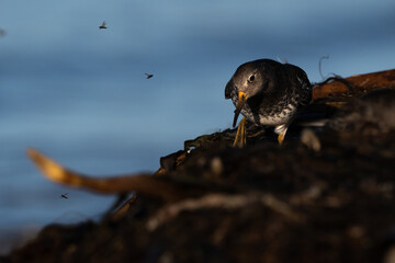 Purple sandpiper, Calidris maritima, is a small shorebird. Their breeding habitat is the northern tundra on Arctic islands in Canada and coastal areas in Greenland and northwestern Europe. 