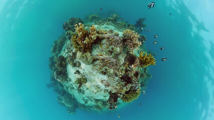 Coral garden seascape and underwater world. Colorful tropical coral reefs. Life coral reef. Panglao, Bohol, Philippines.