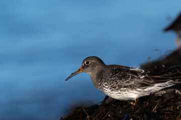 Purple sandpiper, Calidris maritima, is a small shorebird. Their breeding habitat is the northern tundra on Arctic islands in Canada and coastal areas in Greenland and northwestern Europe. 
