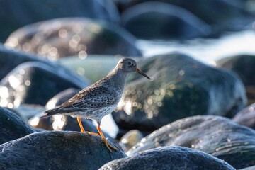 Purple sandpiper, Calidris maritima, is a small shorebird. Their breeding habitat is the northern tundra on Arctic islands in Canada and coastal areas in Greenland and northwestern Europe. 