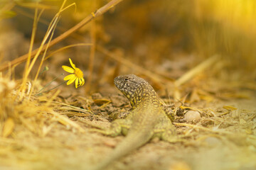 a lizard watches a flower closely as it walks the trail in the summer sun