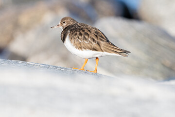 Purple sandpiper, Calidris maritima, is a small shorebird. Their breeding habitat is the northern tundra on Arctic islands in Canada and coastal areas in Greenland and northwestern Europe. 