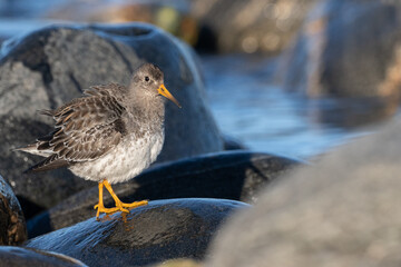Purple sandpiper, Calidris maritima, is a small shorebird. Their breeding habitat is the northern tundra on Arctic islands in Canada and coastal areas in Greenland and northwestern Europe. 