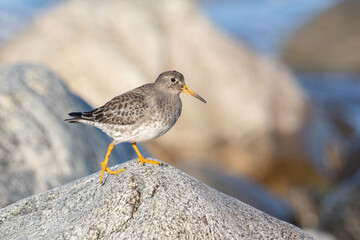 Purple sandpiper, Calidris maritima, is a small shorebird. Their breeding habitat is the northern tundra on Arctic islands in Canada and coastal areas in Greenland and northwestern Europe. 