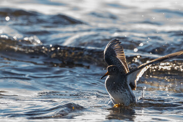 Purple sandpiper, Calidris maritima, is a small shorebird. Their breeding habitat is the northern tundra on Arctic islands in Canada and coastal areas in Greenland and northwestern Europe. 