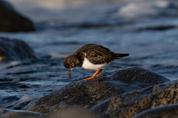 Purple sandpiper, Calidris maritima, is a small shorebird. Their breeding habitat is the northern tundra on Arctic islands in Canada and coastal areas in Greenland and northwestern Europe. 