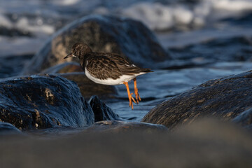 Purple sandpiper, Calidris maritima, is a small shorebird. Their breeding habitat is the northern tundra on Arctic islands in Canada and coastal areas in Greenland and northwestern Europe. 