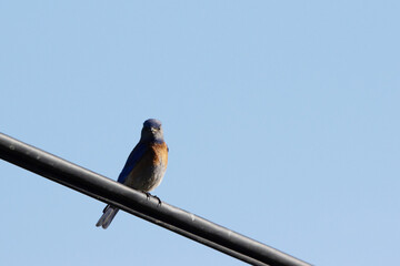 Male Western Bluebird at dawn in Sugarite Canyon State Park in New Mexico