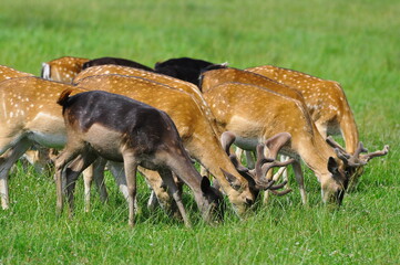 Sarny i daniele © Rafa