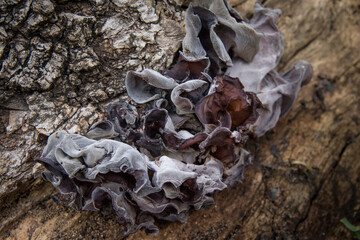 Hongos en un tronco