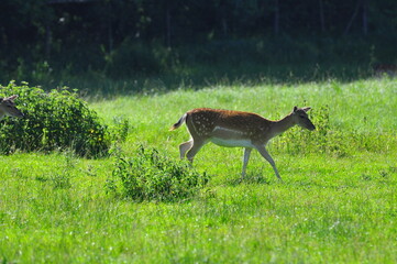Polska - Mazury - Warmia. Sarna - daniel. © Rafa