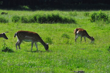Polska - Mazury. Sarny i daniele. © Rafa