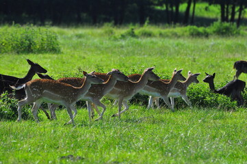 Sarny, daniele i jelenie. Polska - Mazury - Warmia. © Rafa