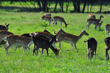 Daniele, sarny, jelenie. Polska - Mazury - Warmia.