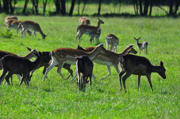 Sarny i daniele. Polska - Mazury - Warmia.