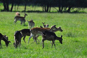 Daniele. Jeleniowate. Polska - Mazury - Warmia. © Rafa
