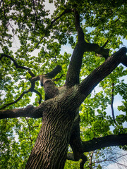 Fototapeta na wymiar green oak in the Lodz park, Poland