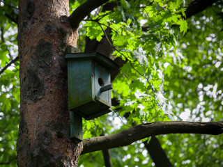 birdhouse on the tree in the park