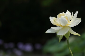 元気に咲いた白い蓮