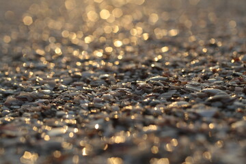 Seashells in the glare of of sunset