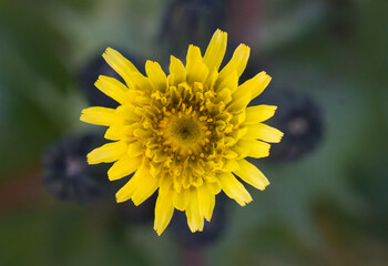 Flor Amarillla