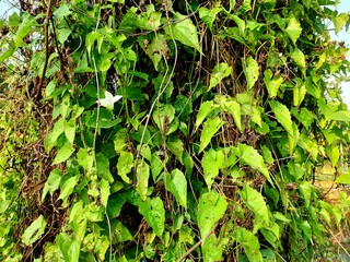 green leaves background