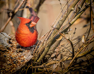 A male northern cardinal feeding in the forest. 