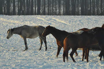 Polska - Mazury - Warmia. Konie. © Rafa
