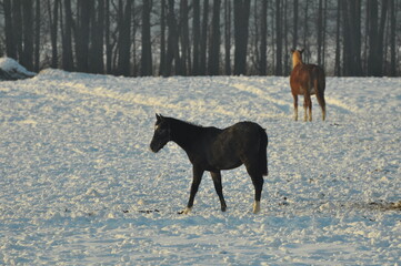 Polska - Mazury - Warmia. Konie. © Rafa