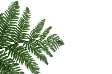 Tropical fern leaves on white isolated background for green foliage backdrop and copy space 