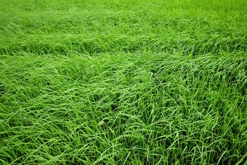Paddy field in a land  with green color and warm light in Nakornchaisri,Nakornphatom,Thailand
