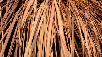 In selective focus a row of brown bamboo leaves on dark background for backdrop texture