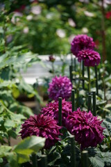 Obraz premium Light Purple Flower of Dahlia in Full Bloom