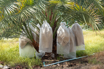 Dates on a palm tree,Plantation of date palms,Delicious unripe dates on palm tree.