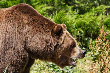 Naklejka premium 2020-07-09 A LARGE MALE GRIZZLY BEARING HIS TEETH