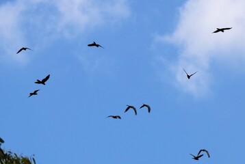 Yellow-tailed Black Cockatoos (Calyptorhynchus funereus) against blue sky, South Australia