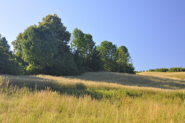 Obraz premium Polska - Mazury - Warmia. Panorama. Wiosna. Zagajnik.