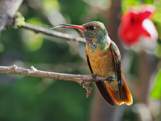 Amazilia Hummingbird on a branch with a nice bokeh