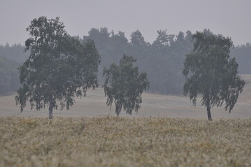 Drzewa we mgle. Pola uprawne.