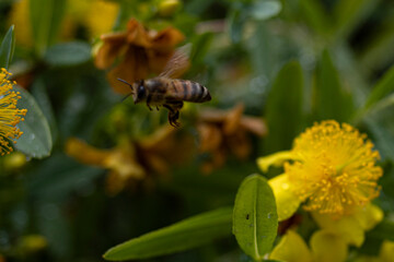 bee on a flower