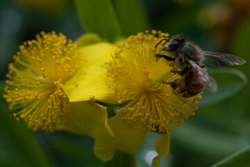 bee on flower