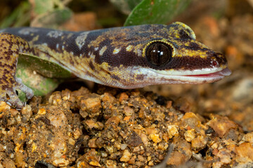 Ocellated velvet gecko (Oedura monilis) with tongue protruding. Magnetic Island, Queensland, Australia