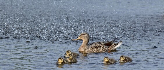 子どもたちを見守るマガモの母親